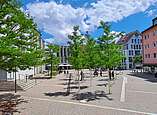 Baumhain auf dem Adenauerplatz (Bild: Stadt Friedrichshafen)