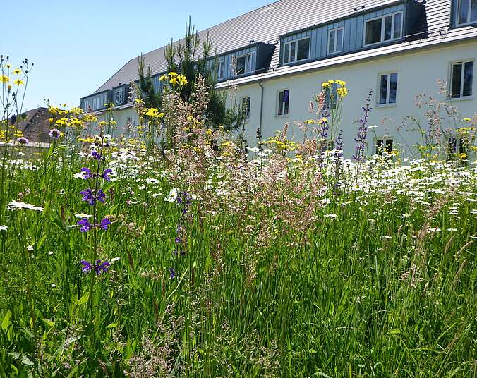 Bunte Blumenwiese mit weißem Haus im Hintergrund